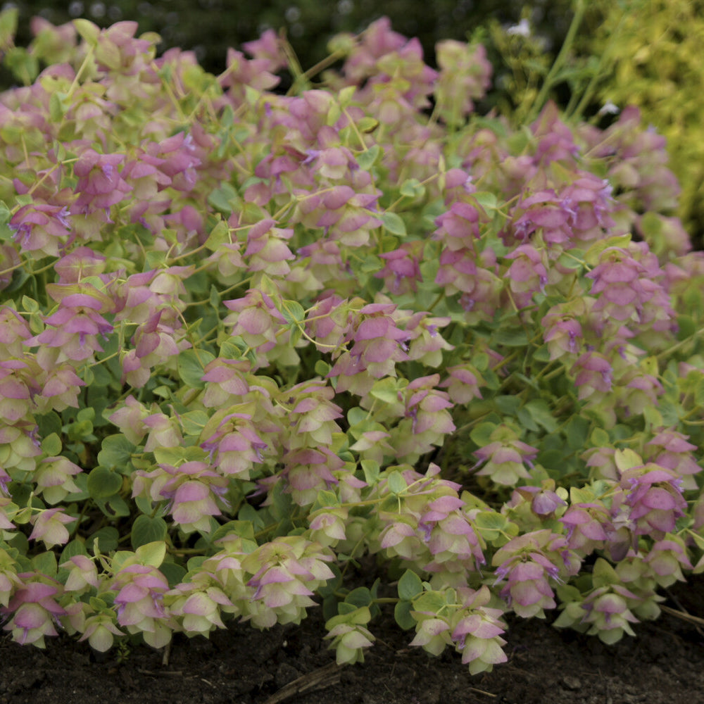 Origanum rotundifolium Kent Beauty - Hopfendost Kent Beauty - Stauden