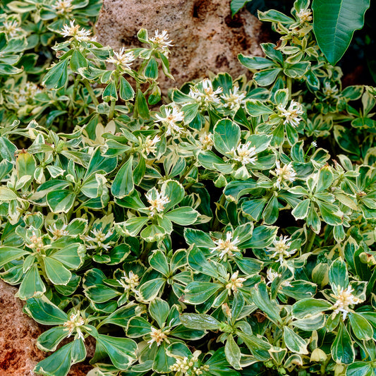 Schattengrün Variegata - Bakker