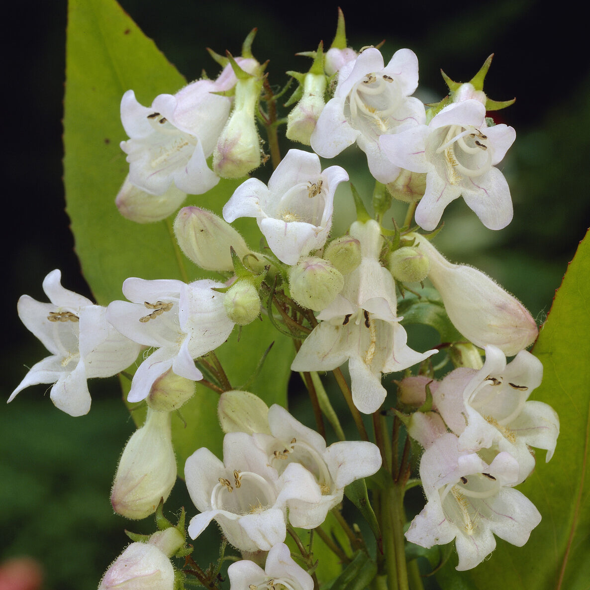 Bartfaden ‘White Bedder’ - Penstemon White Bedder - Bakker