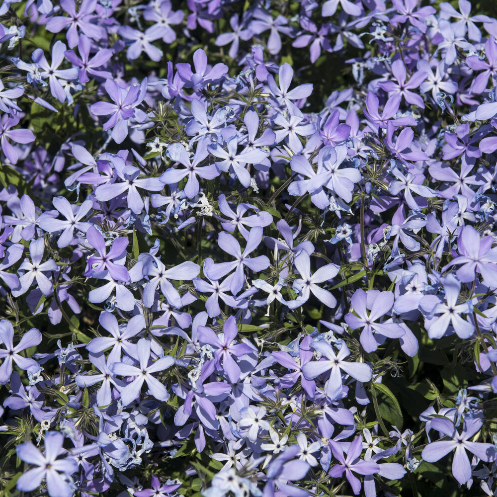 Phlox divaricata Clouds of Perfume - Wald-Phlox ‘Clouds of Perfume’ - Phlox