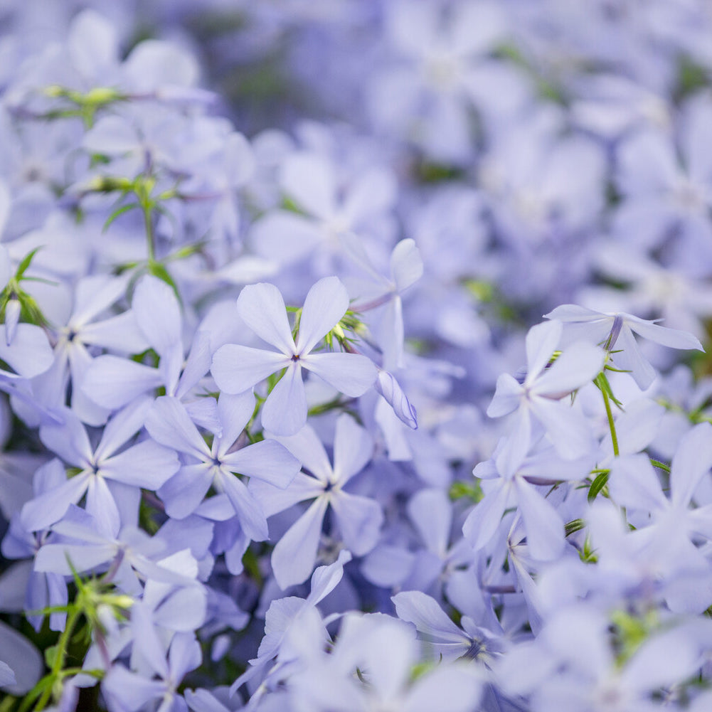 Wald-Phlox ‘Clouds of Perfume’ - Bakker