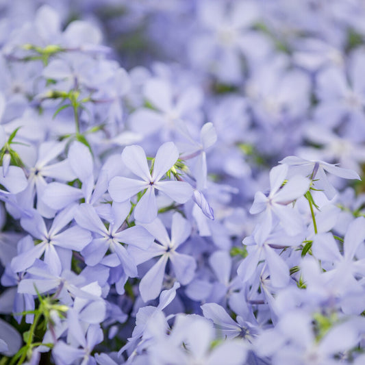 Wald-Phlox ‘Clouds of Perfume’ - Bakker