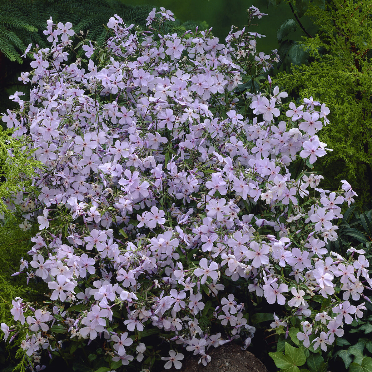 Wald-Phlox ‘Clouds of Perfume’ - Phlox divaricata Clouds of Perfume - Bakker