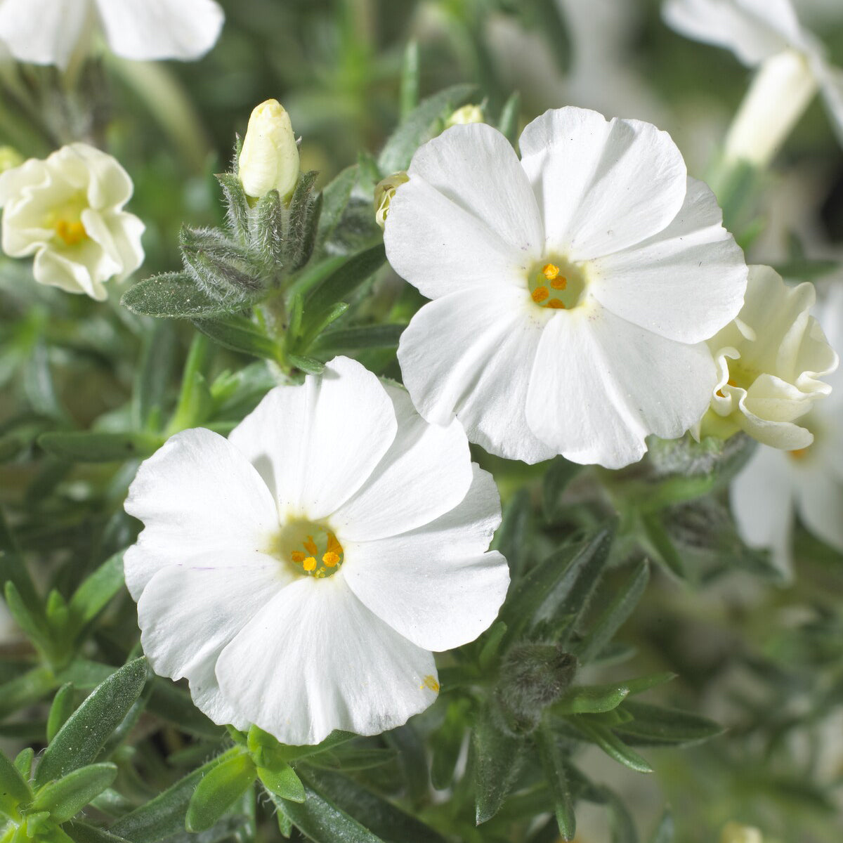 Teppich-Flammenblume 'White Admiral' - Phlox douglasii White Admiral - Bakker