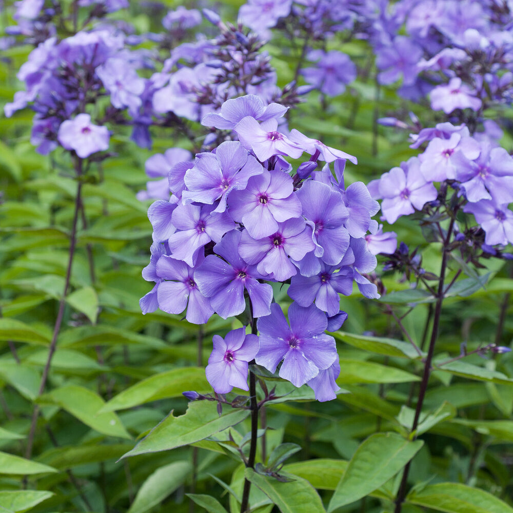 Paniculierter Phlox Blue Paradise - Phlox paniculata Blue Paradise - Bakker
