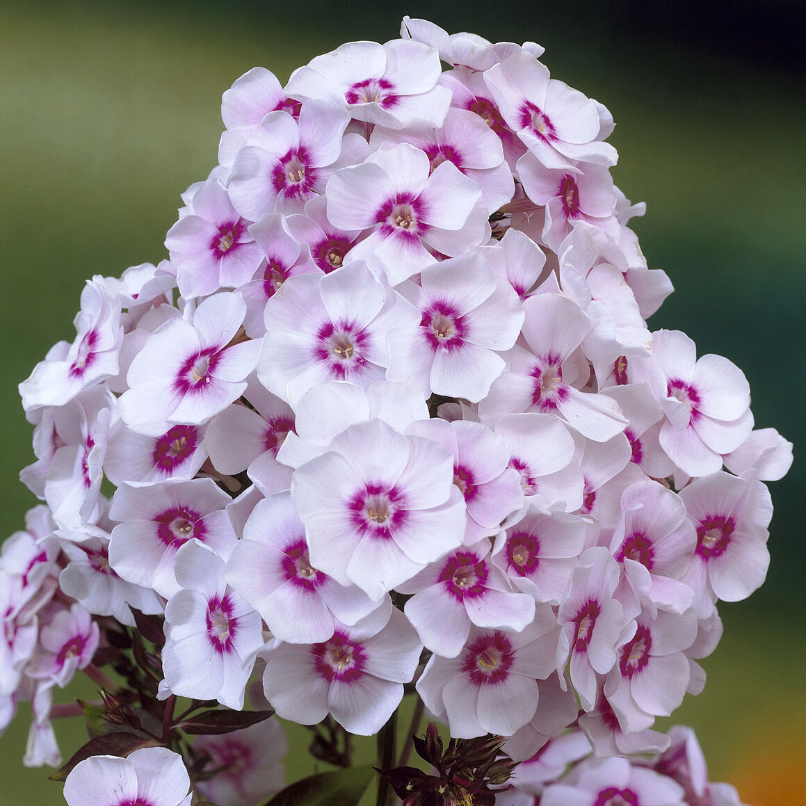 Hohe Flammenblume 'Europa' - Phlox paniculata Europa - Bakker