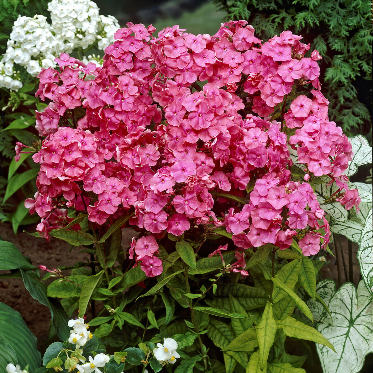 Hohe Flammenblume 'Rijnstroom' - Phlox paniculata Rijnstroom - Bakker