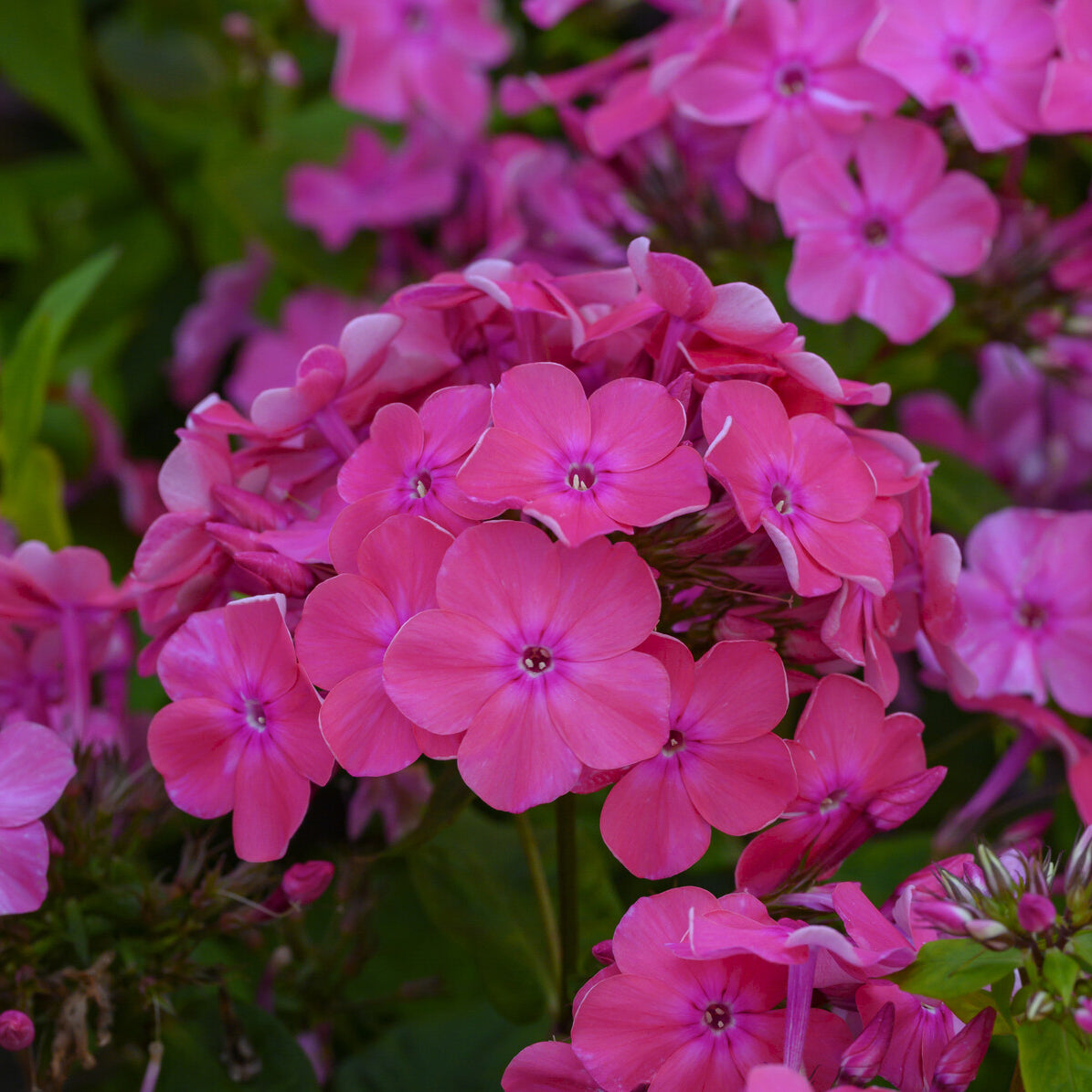 Hohe Flammenblume 'Rijnstroom' - Bakker