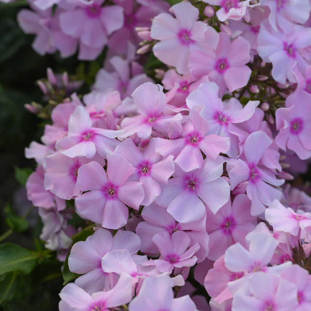 Phlox paniculata Rosa Pastell - Flammenblume ‘Rosa Pastell’ - Phlox