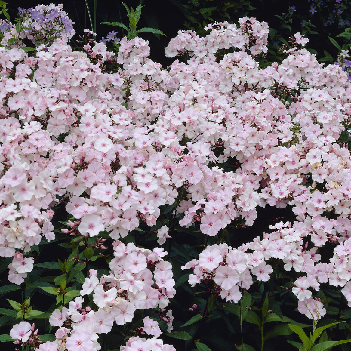 Phlox - Flammenblume ‘Rosa Pastell’ - Phlox paniculata Rosa Pastell