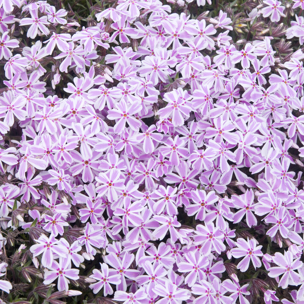 Teppich-Flammenblume 'Candy Stripes' - Phlox subulata Candy Stripes - Bakker