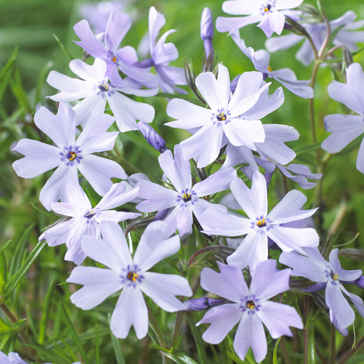 Phlox subulata Emerald Cushion Blue - Teppich-Flammenblume 'Emerald Cushion Blue' - Phlox