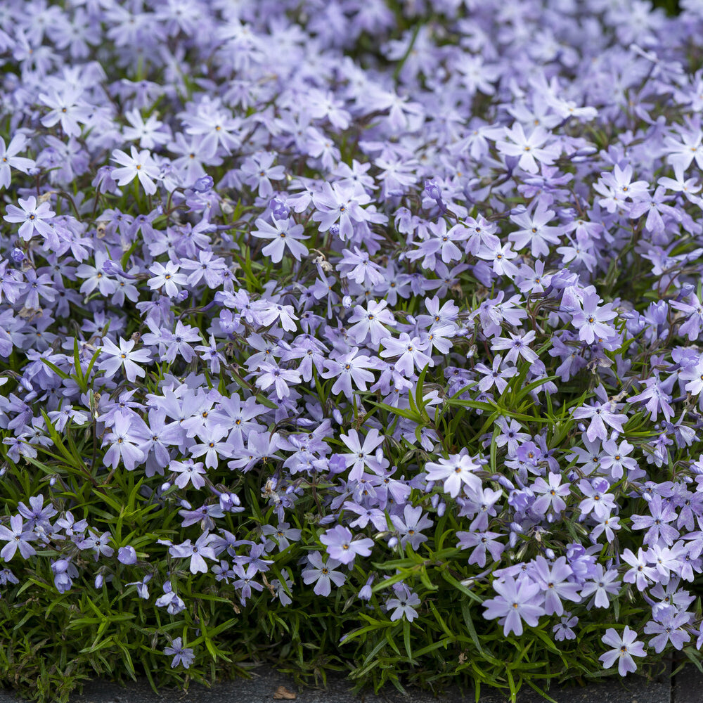 Teppich-Flammenblume 'Emerald Cushion Blue' - Bakker