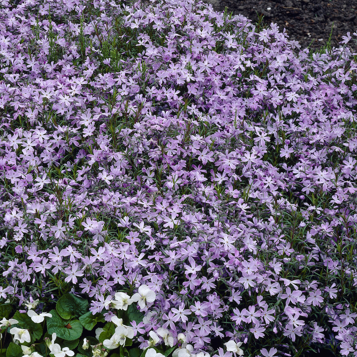 Phlox - Teppich-Flammenblume 'Emerald Cushion Blue' - Phlox subulata Emerald Cushion Blue