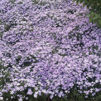 Teppich-Flammenblume 'Emerald Cushion Blue' - Phlox subulata Emerald Cushion Blue - Bakker