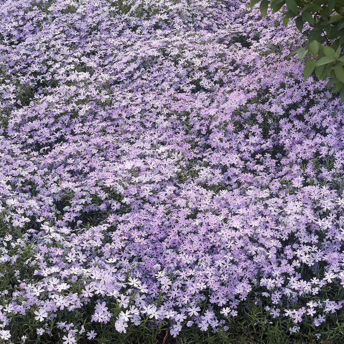 Teppich-Flammenblume 'Emerald Cushion Blue' - Phlox subulata Emerald Cushion Blue - Bakker