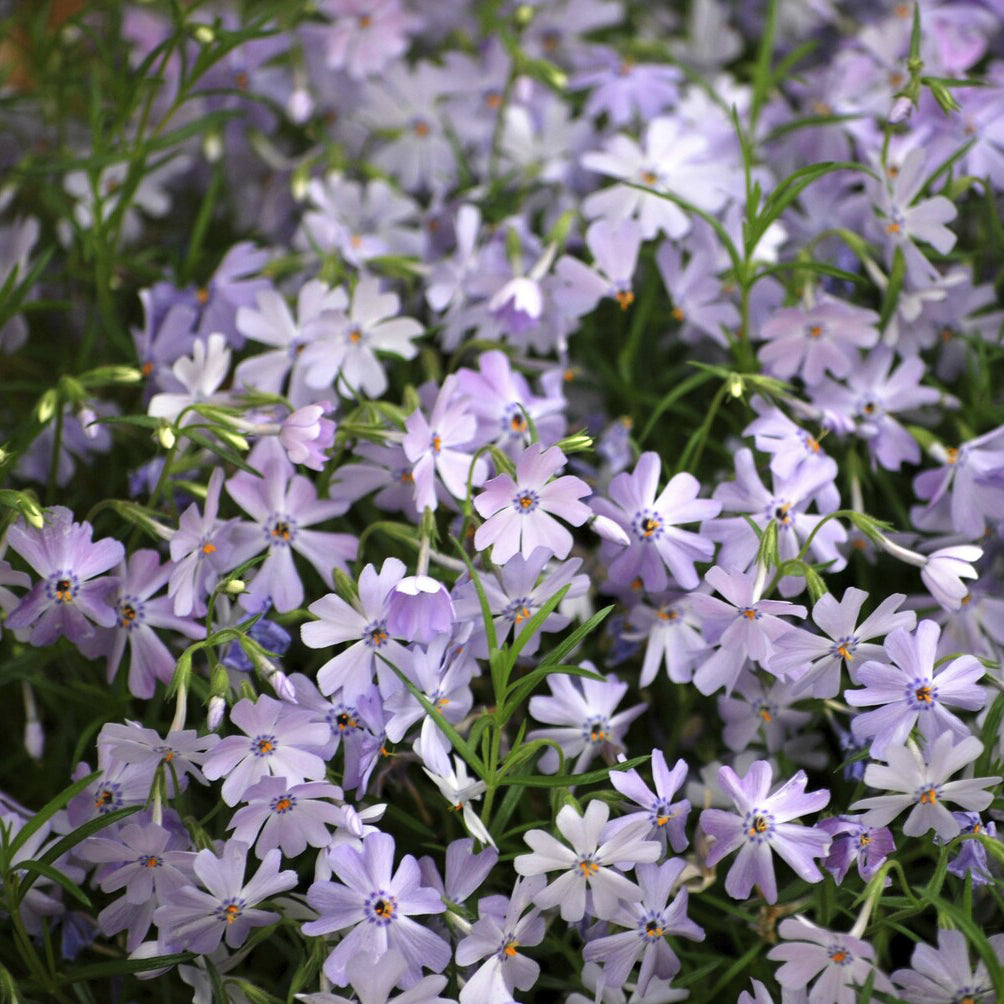 Verkauf Teppich-Flammenblume 'Emerald Cushion Blue' - Phlox subulata Emerald Cushion Blue