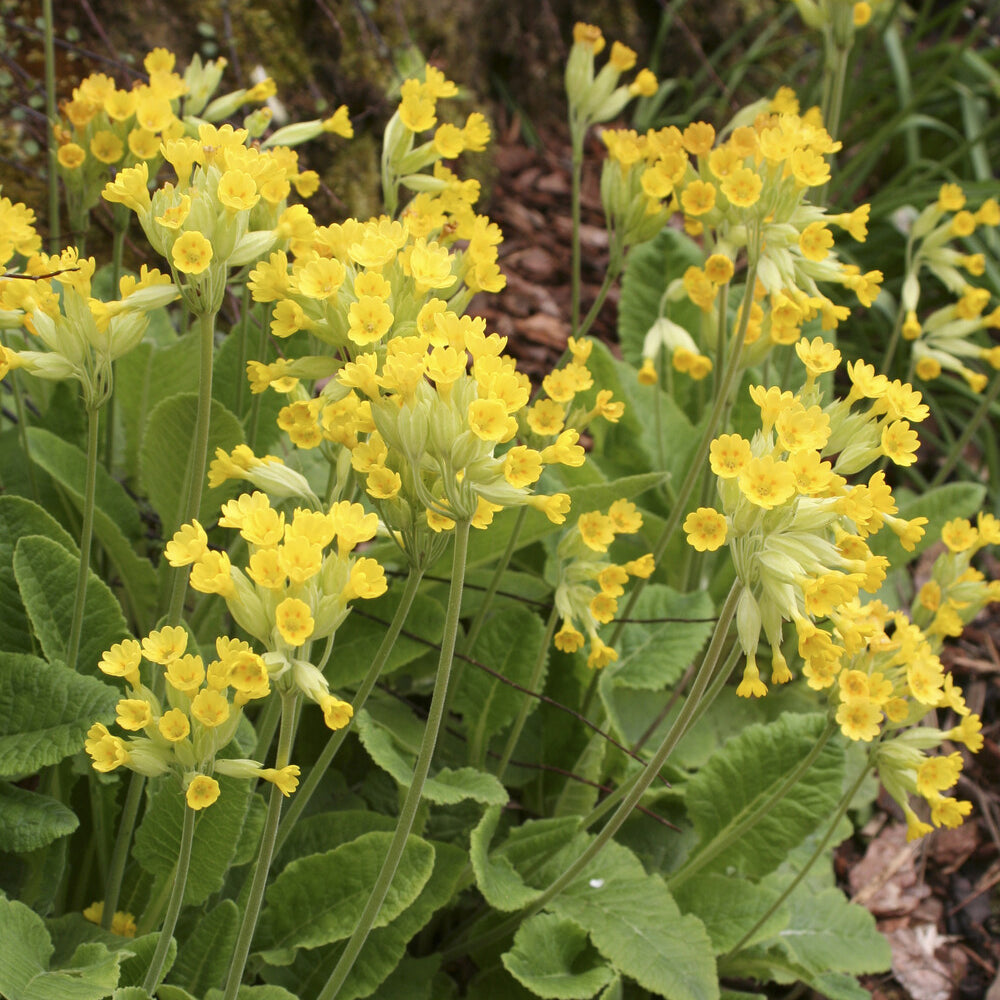 Apotheker-Schlüsselblume - Primula veris - Bakker