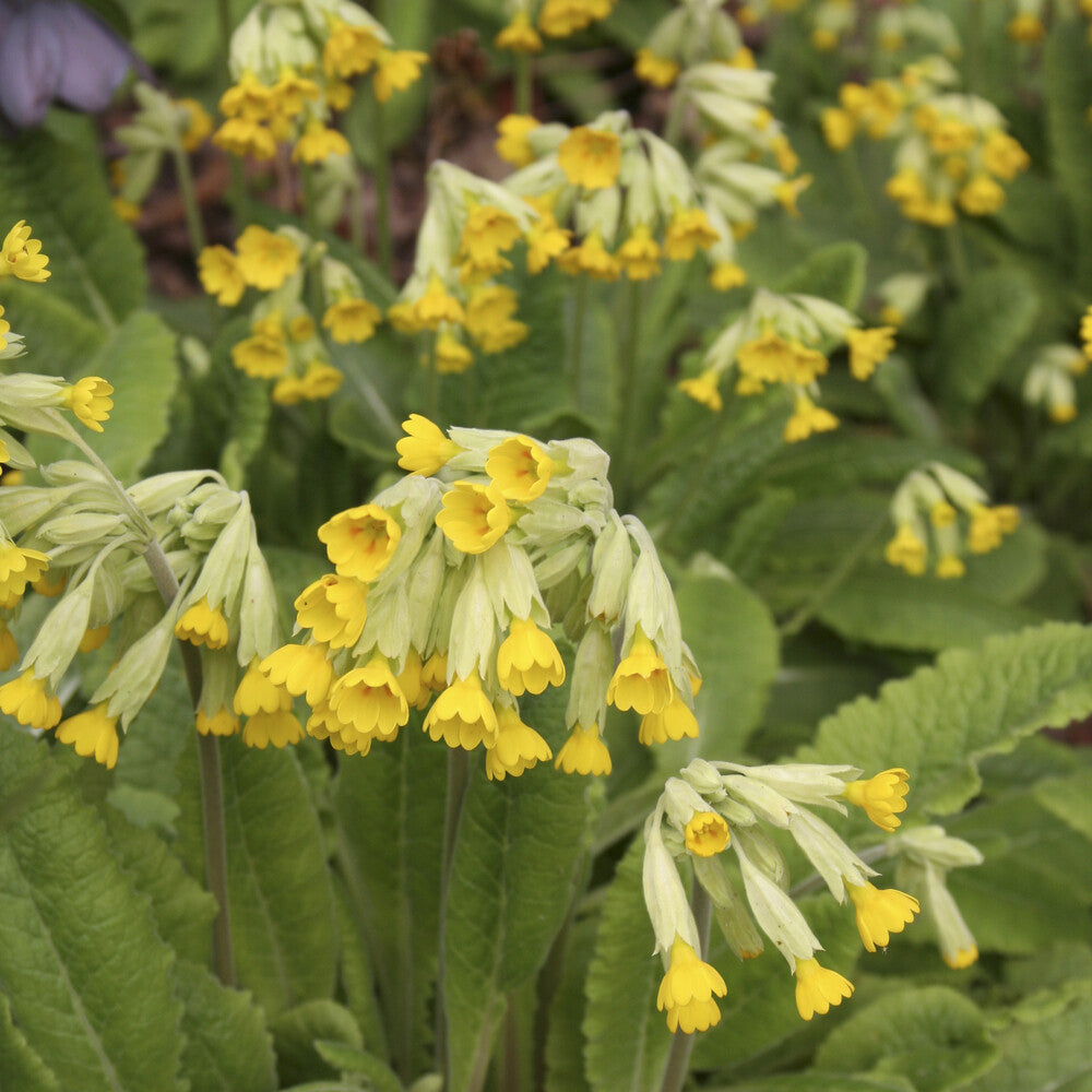 Primula veris - Apotheker-Schlüsselblume - Stauden