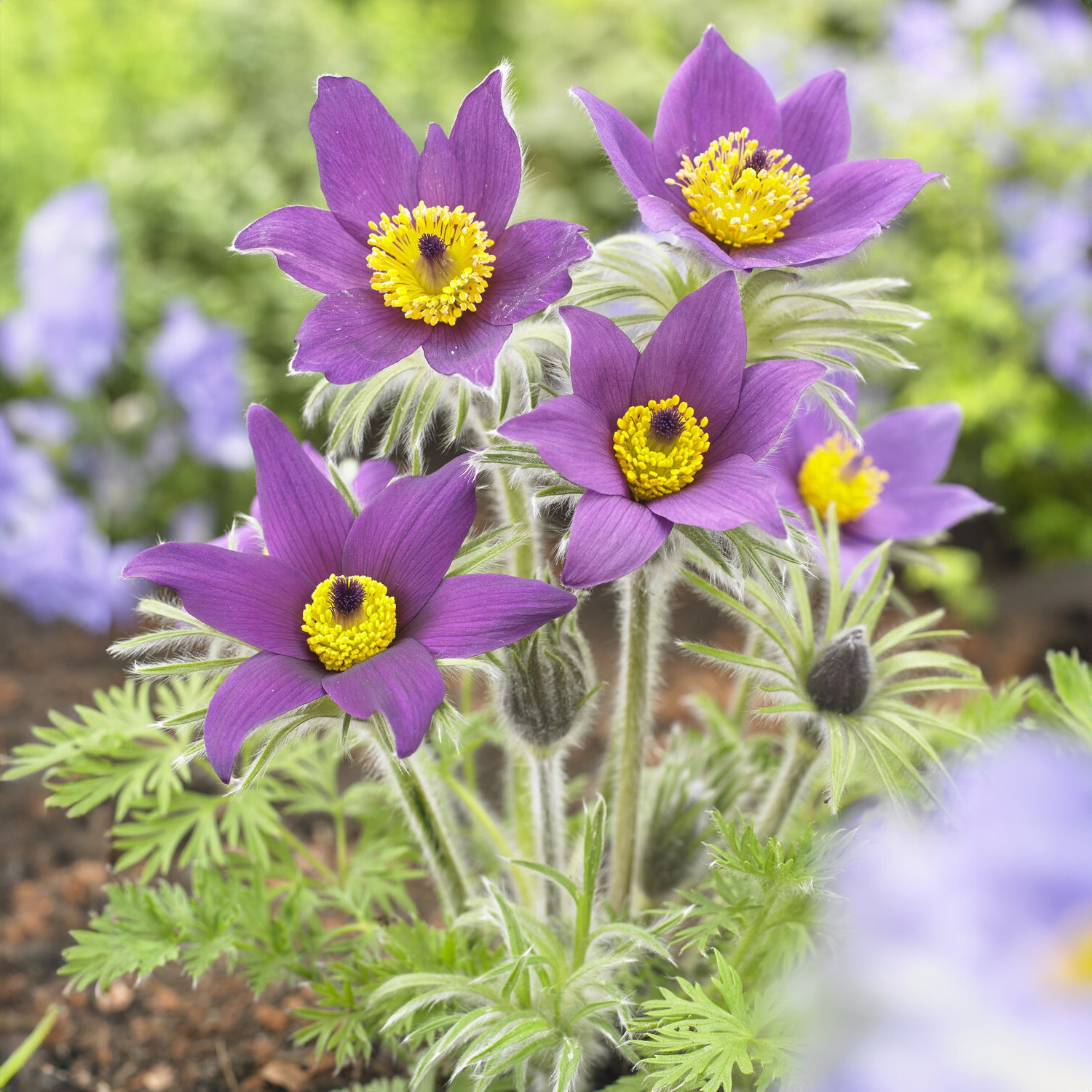 Stauden - Gewöhnliche Kuhschelle - Pulsatilla vulgaris