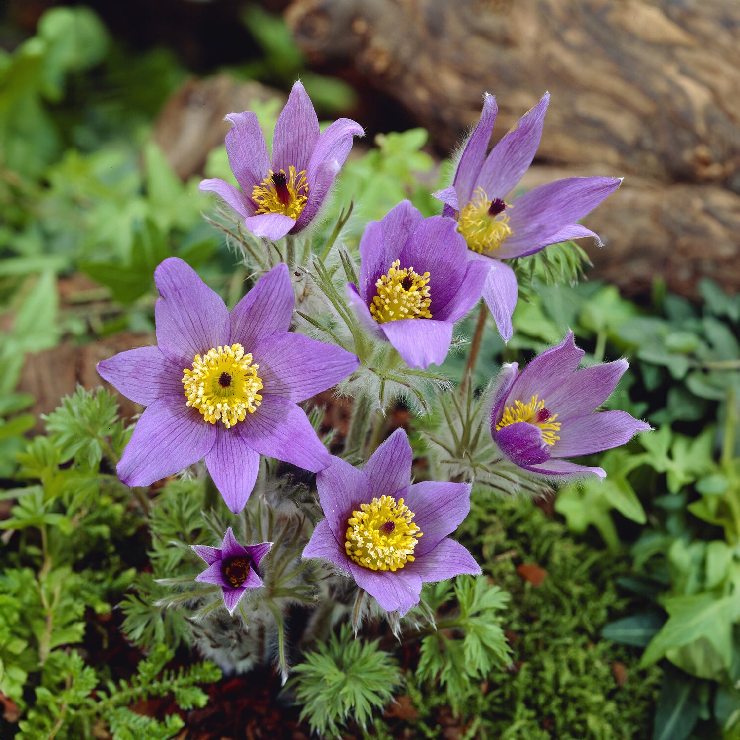Pulsatilla vulgaris - Gewöhnliche Kuhschelle - Stauden