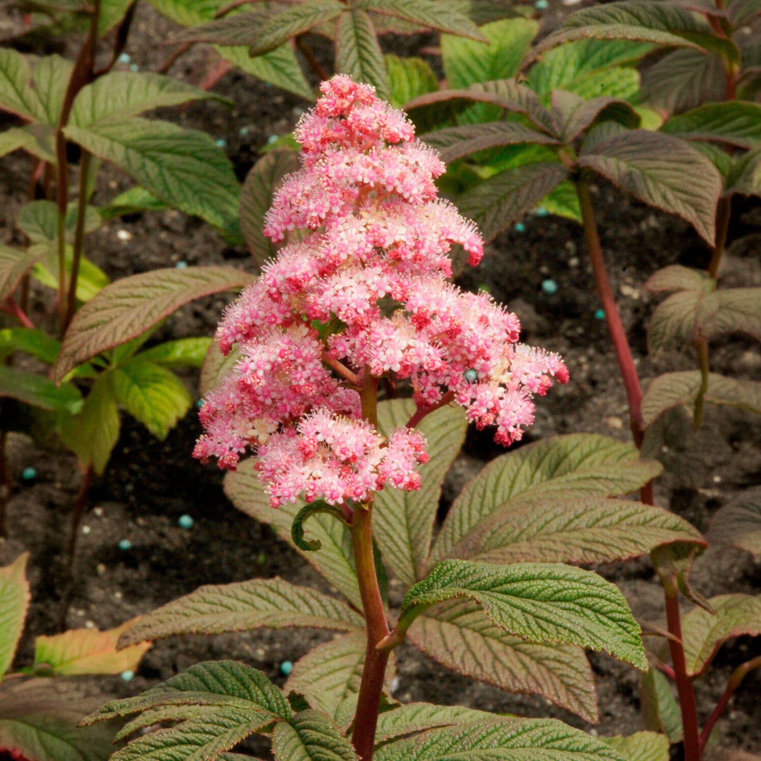 Rodgersia - Schaublatt - Fiederblättriges Schaublatt Chocolate Wings ® - Rodgersia pinnata Chocolate Wings