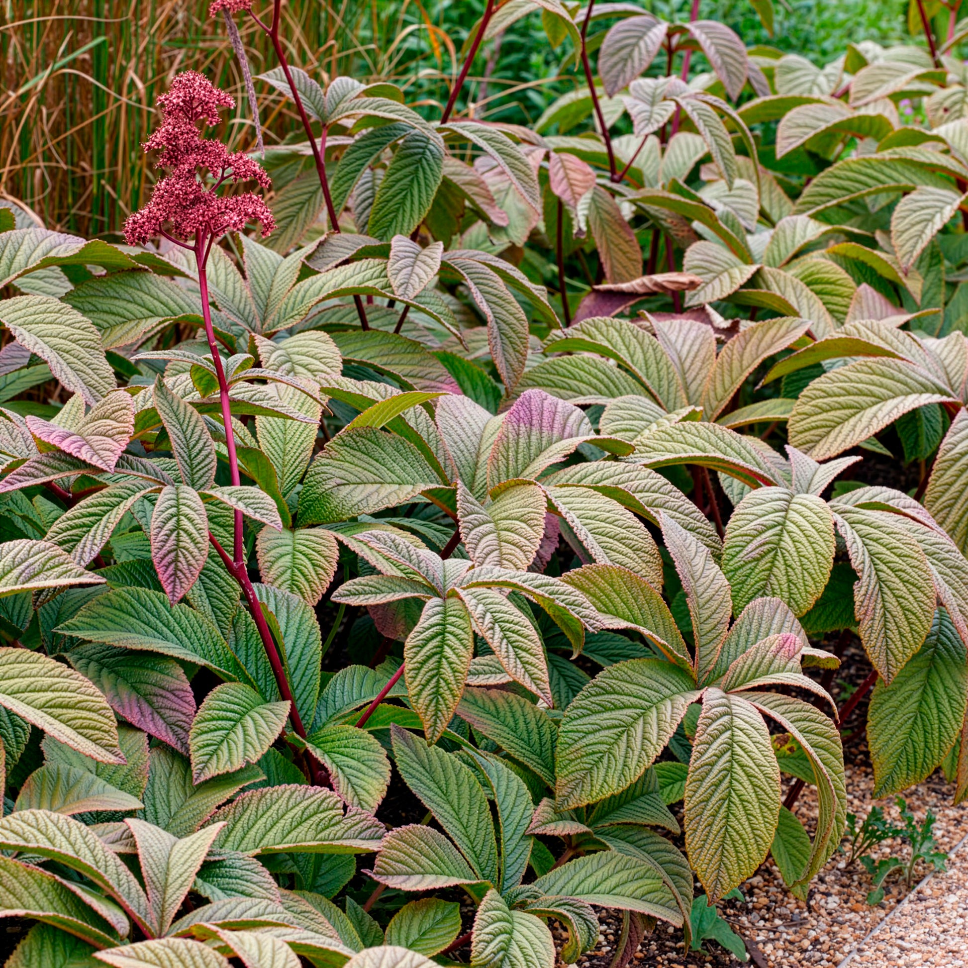 Rodgersia pinnata Chocolate Wings - Fiederblättriges Schaublatt Chocolate Wings ® - Rodgersia - Schaublatt