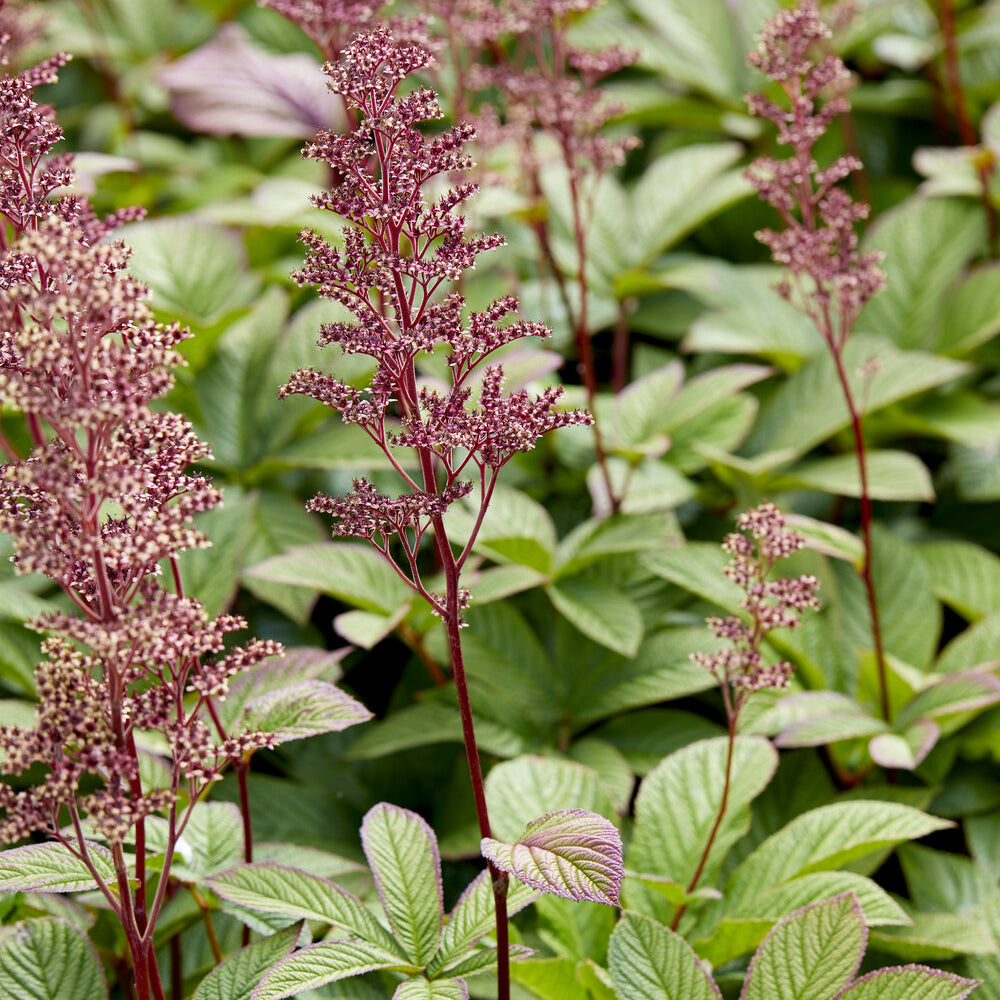 Schaublatt - Rodgersia pinnata - Bakker