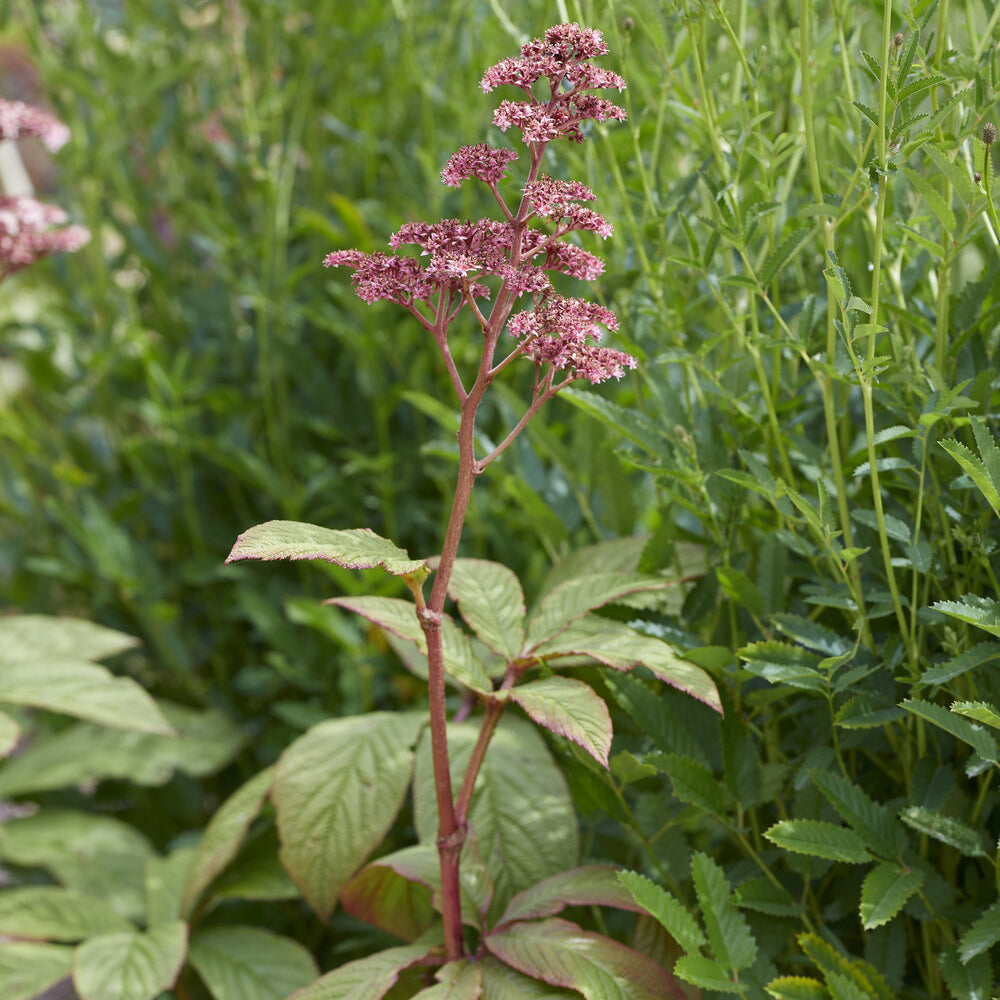 Rodgersia pinnata - Schaublatt - Stauden
