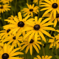 Rudbeckia fulgida deamii - Sonnenhut ‘Deamii’ - Rudbeckia