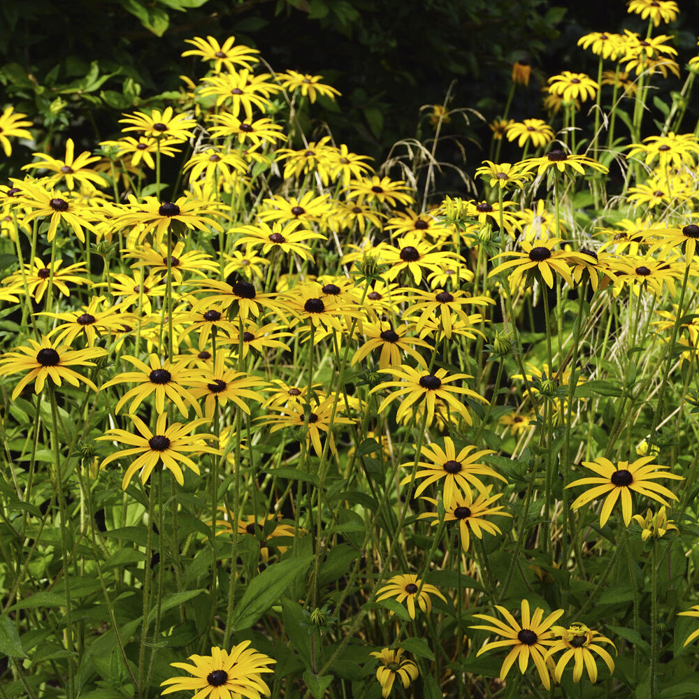 Rudbeckia - Sonnenhut ‘Deamii’ - Rudbeckia fulgida deamii