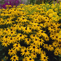 Sonnenhut ‘Deamii’ - Rudbeckia fulgida deamii - Bakker