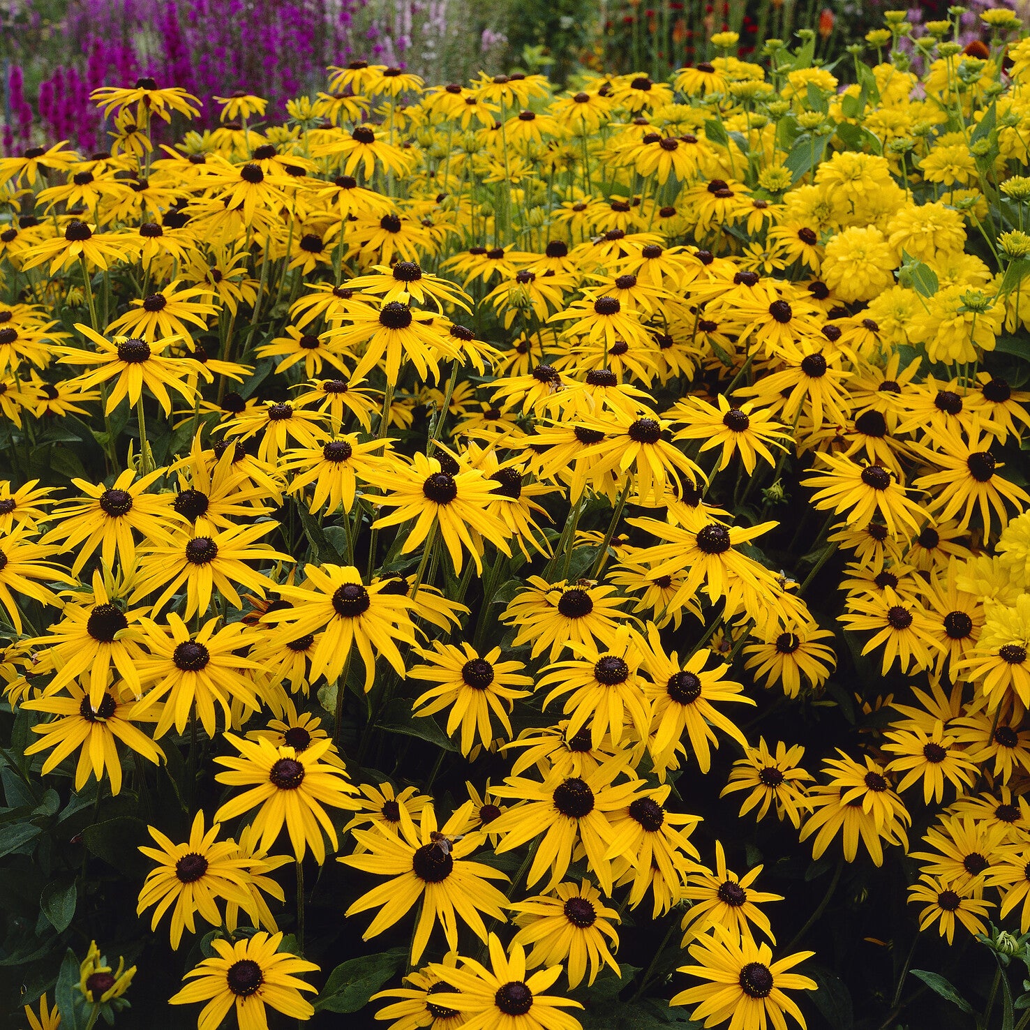 Sonnenhut ‘Deamii’ - Rudbeckia fulgida deamii - Bakker