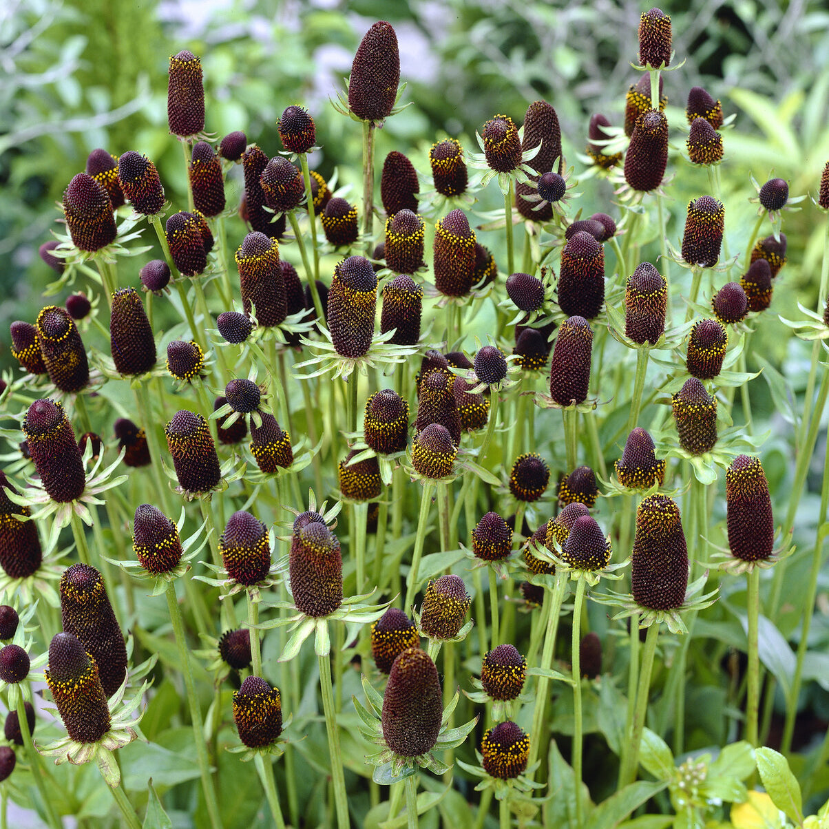 Sonnenhut ‘Green Wizard’ - Bakker