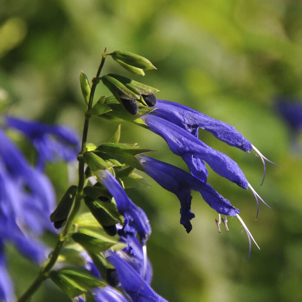 Salbei Blue Enigma - Salvia guaranitica Blue Enigma - Bakker