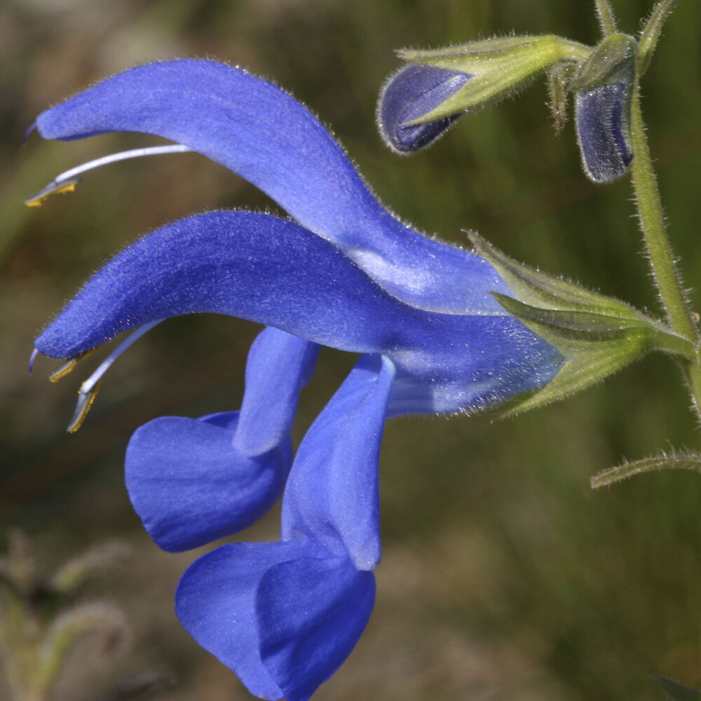 Salvia guaranitica Blue Enigma - Salbei Blue Enigma - Salbei