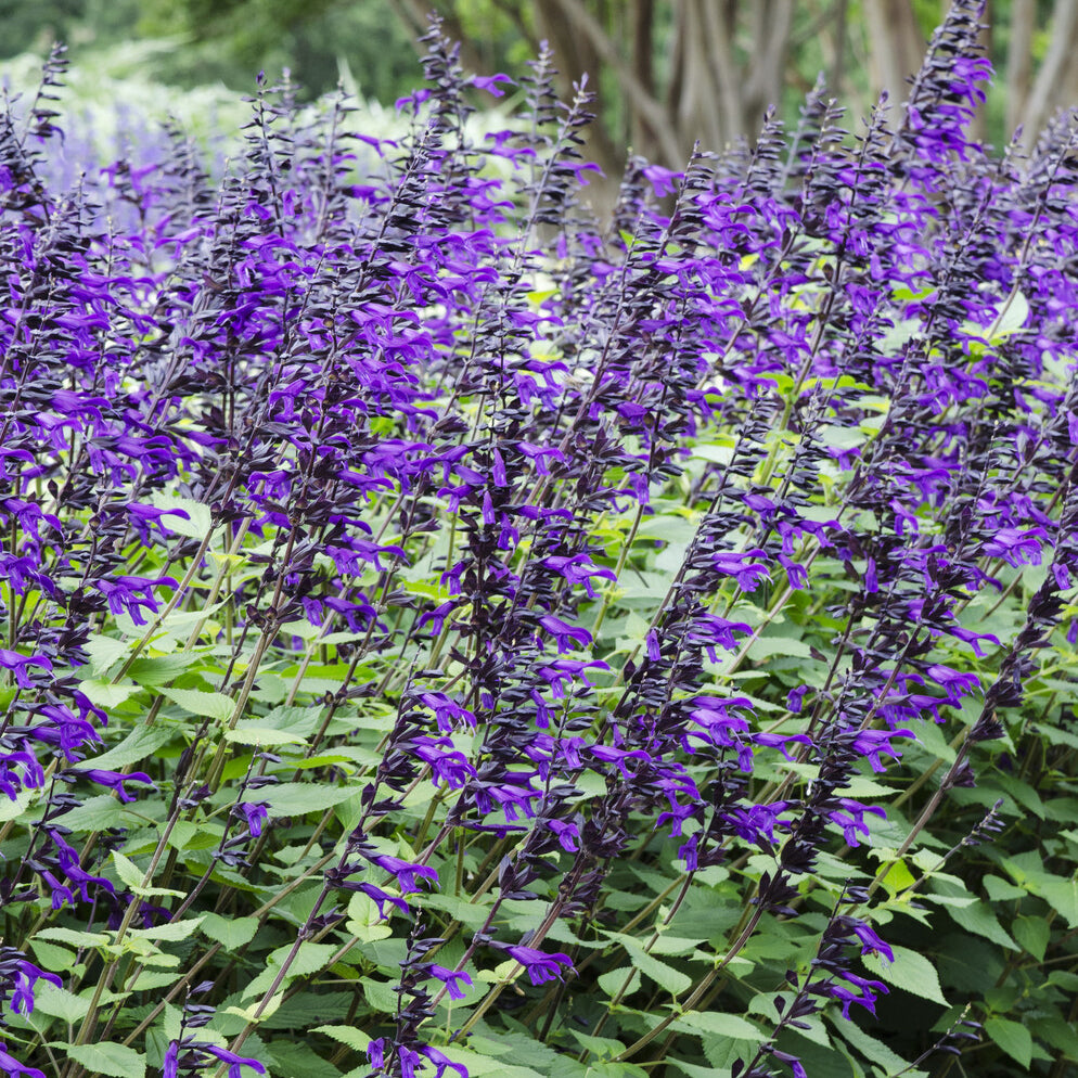 Salvia Amistad - Amistad Hybrid-Salbei - Salbei