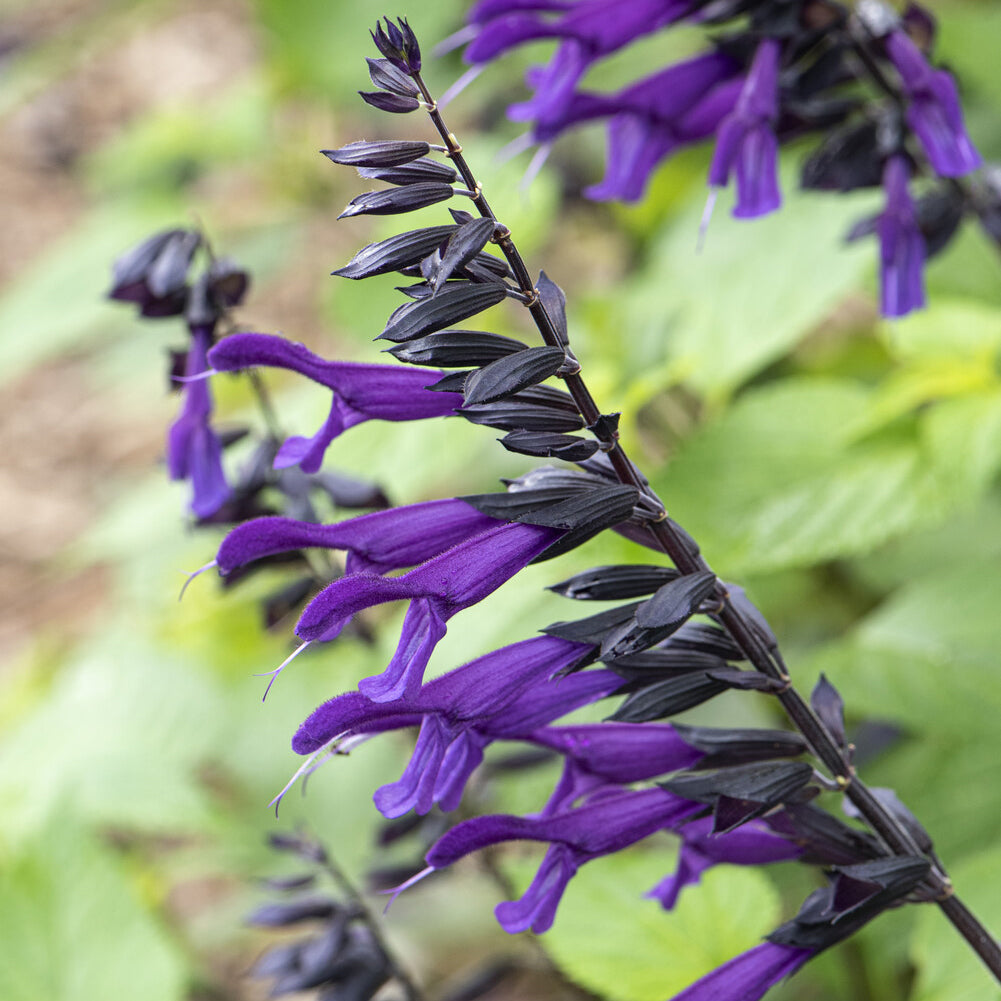 Salbei - Amistad Hybrid-Salbei - Salvia Amistad