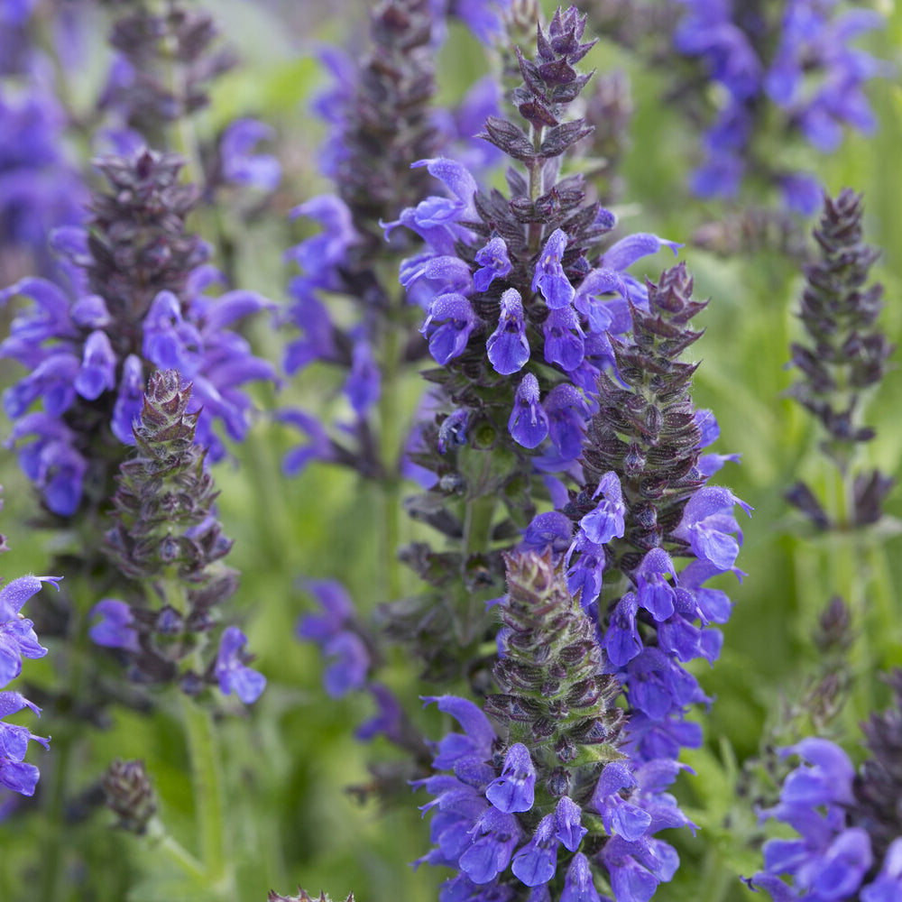 Wald-Salbei Marcus - Salvia nemorosa Marcus Haeumanarc - Bakker