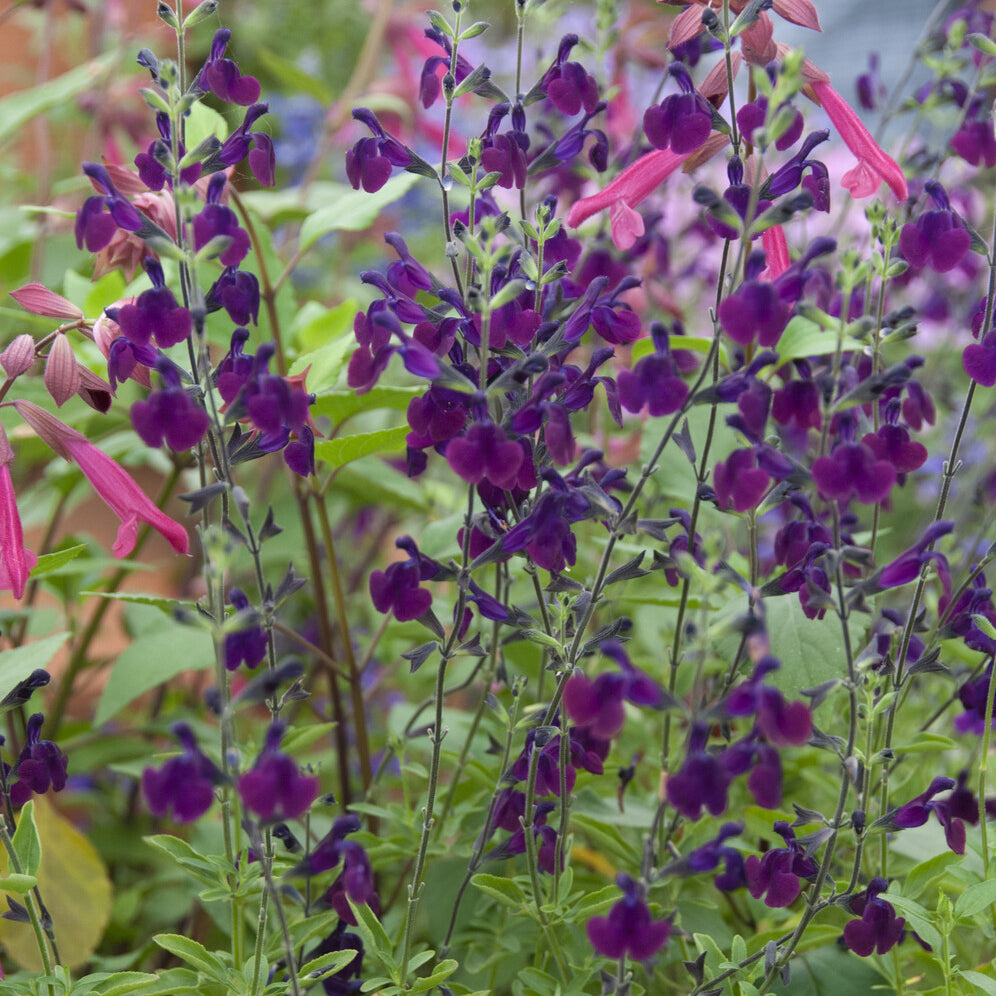 Salvia Nachtvlinder - Strauch-Salbei ‘Nachtvlinder’ - Salbei