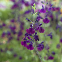 Salbei - Strauch-Salbei ‘Nachtvlinder’ - Salvia Nachtvlinder