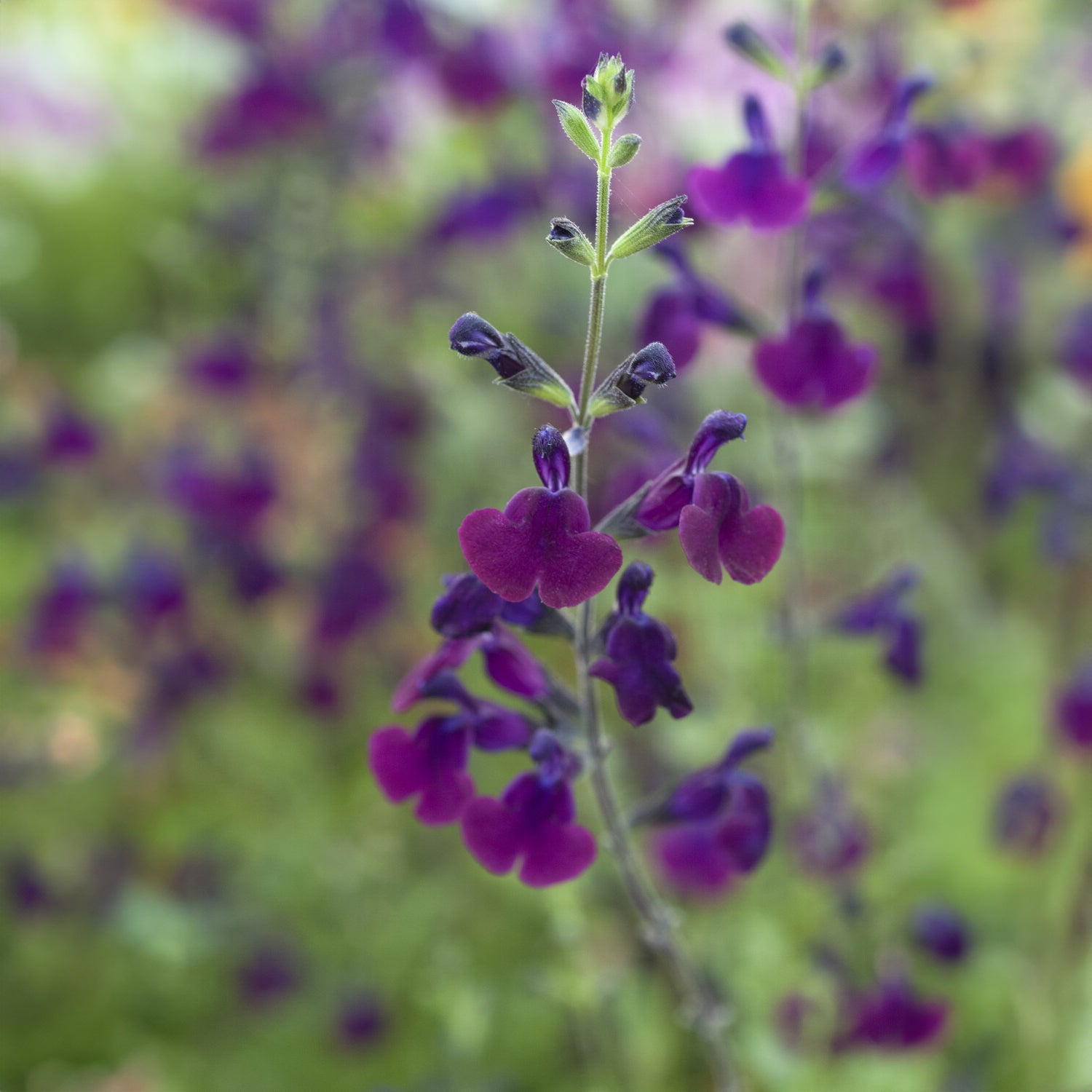 Salbei - Strauch-Salbei ‘Nachtvlinder’ - Salvia Nachtvlinder