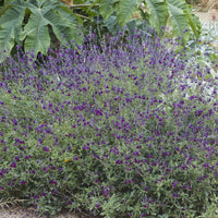 Verkauf Strauch-Salbei ‘Nachtvlinder’ - Salvia Nachtvlinder
