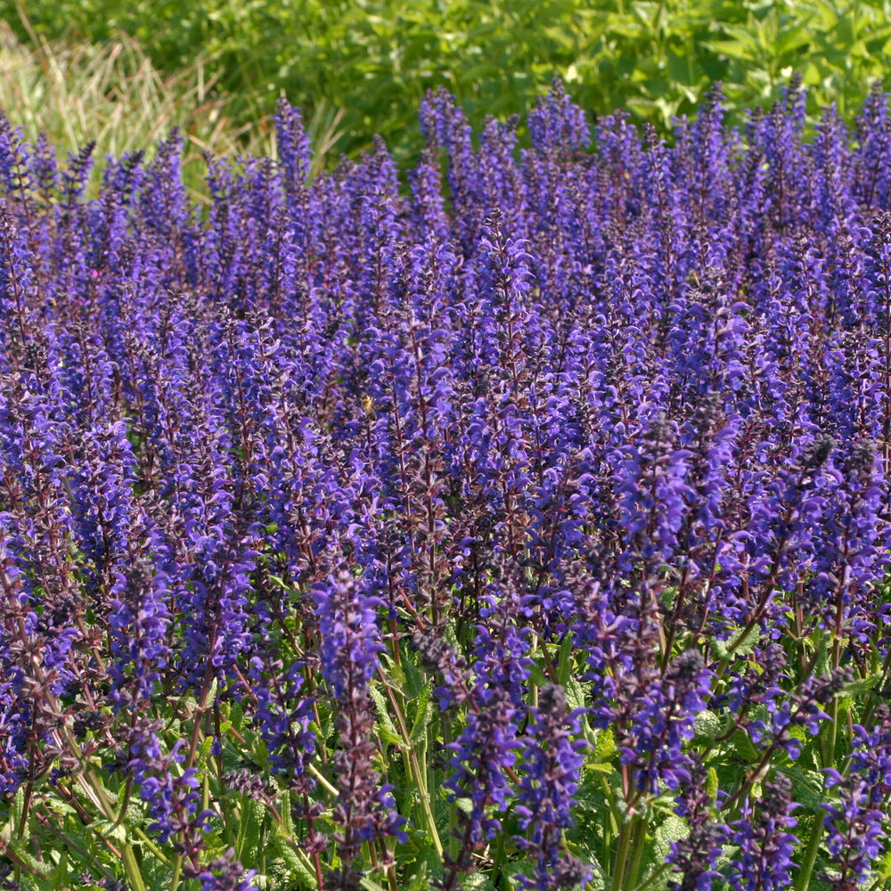Salvia nemorosa Viola Klose - Wald-Salbei Viola Klose - Salbei