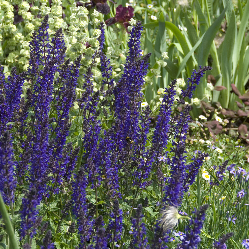 Salbei - Wald-Salbei Viola Klose - Salvia nemorosa Viola Klose