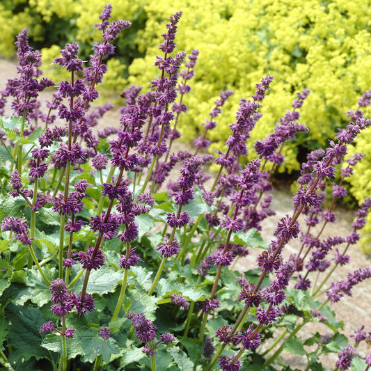 Quirlblütiger Salbei ‘Purple Rain’ - Bakker