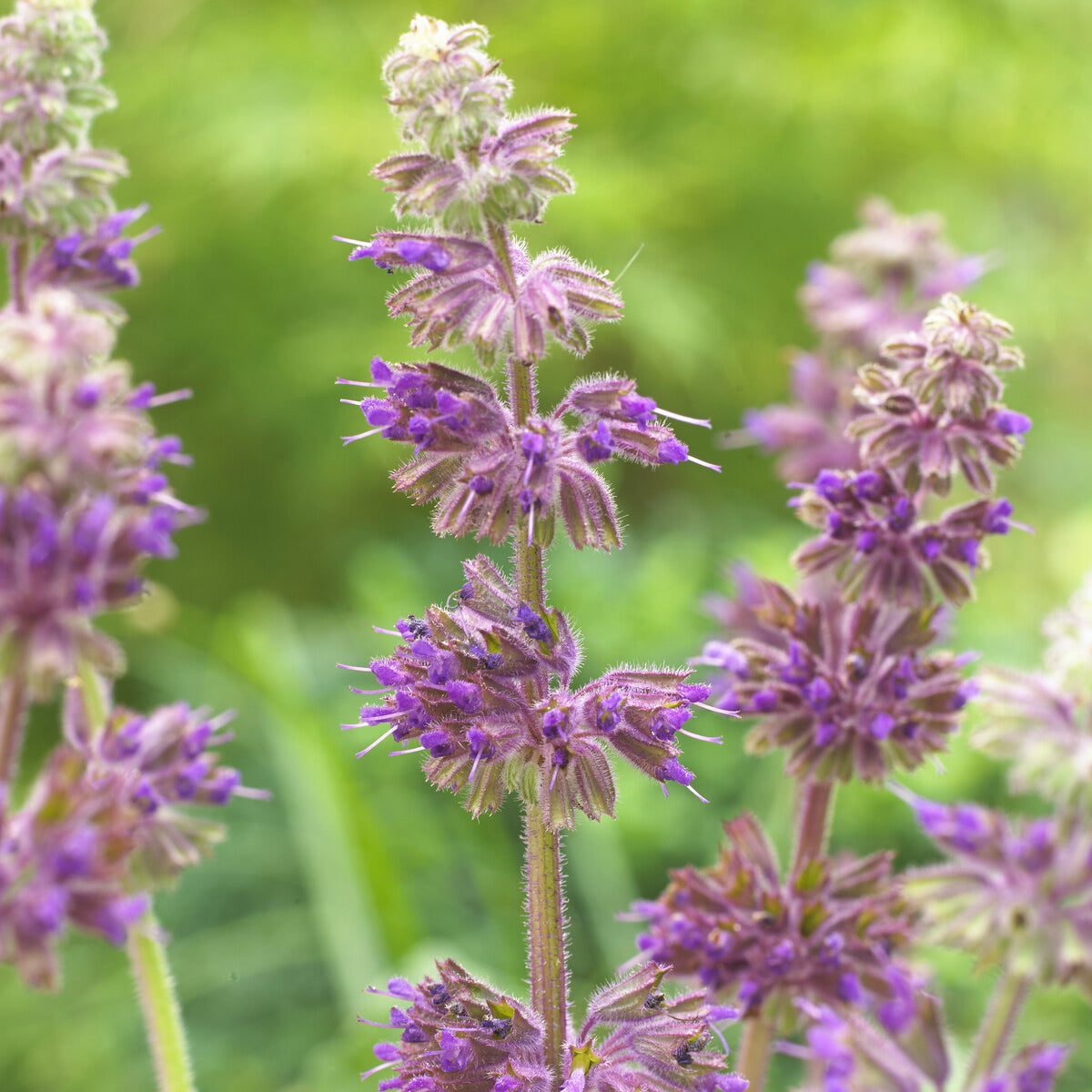Salvia verticillata Purple Rain - Quirlblütiger Salbei ‘Purple Rain’ - Salbei