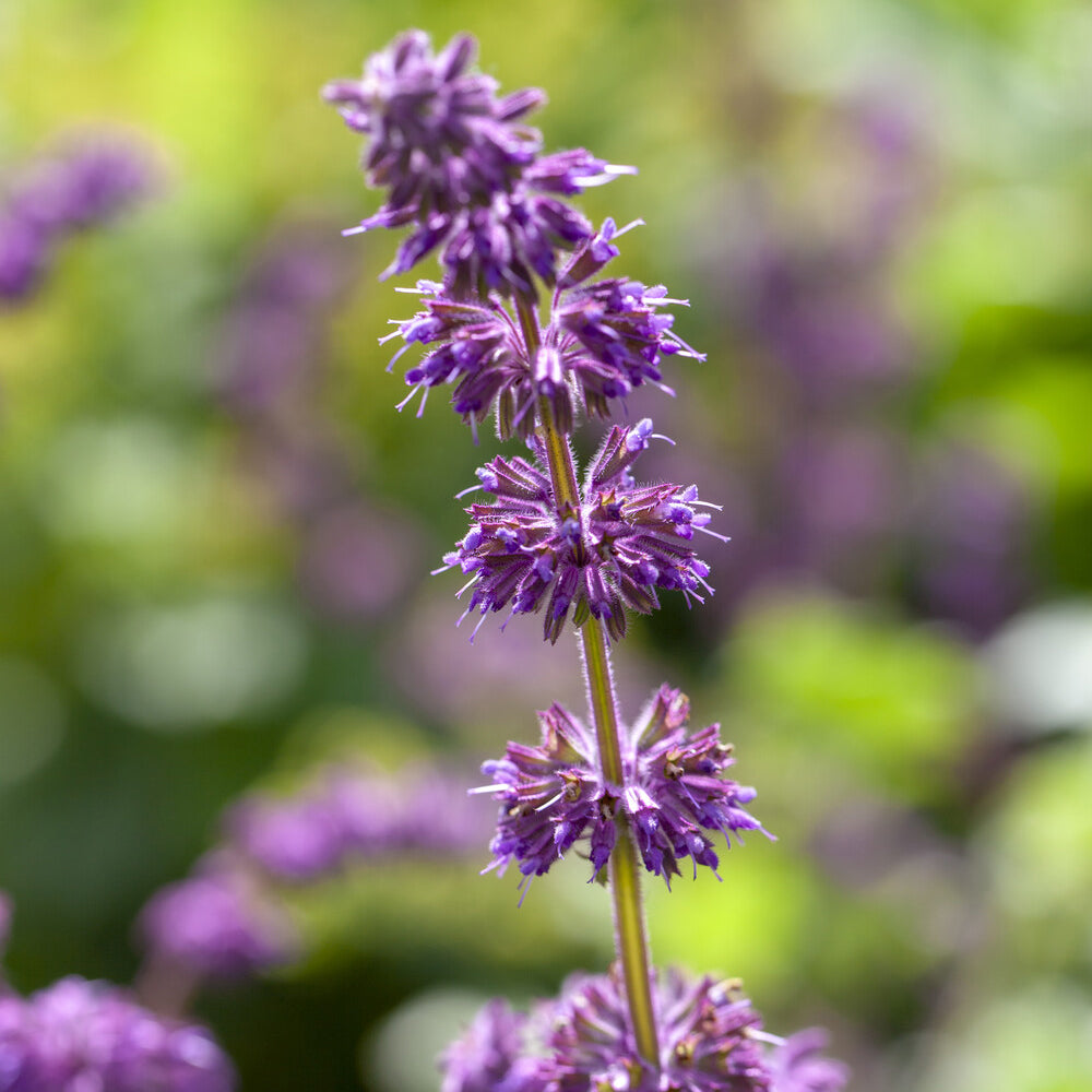 Quirlblütiger Salbei ‘Purple Rain’ - Salvia verticillata Purple Rain - Bakker
