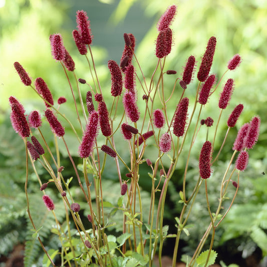 Rötlicher Wiesenknopf Alaska-Pimpinelle - Bakker