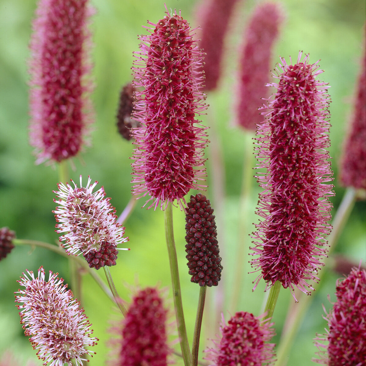 Sanguisorba menziesii - Rötlicher Wiesenknopf Alaska-Pimpinelle - Wiesenknopf